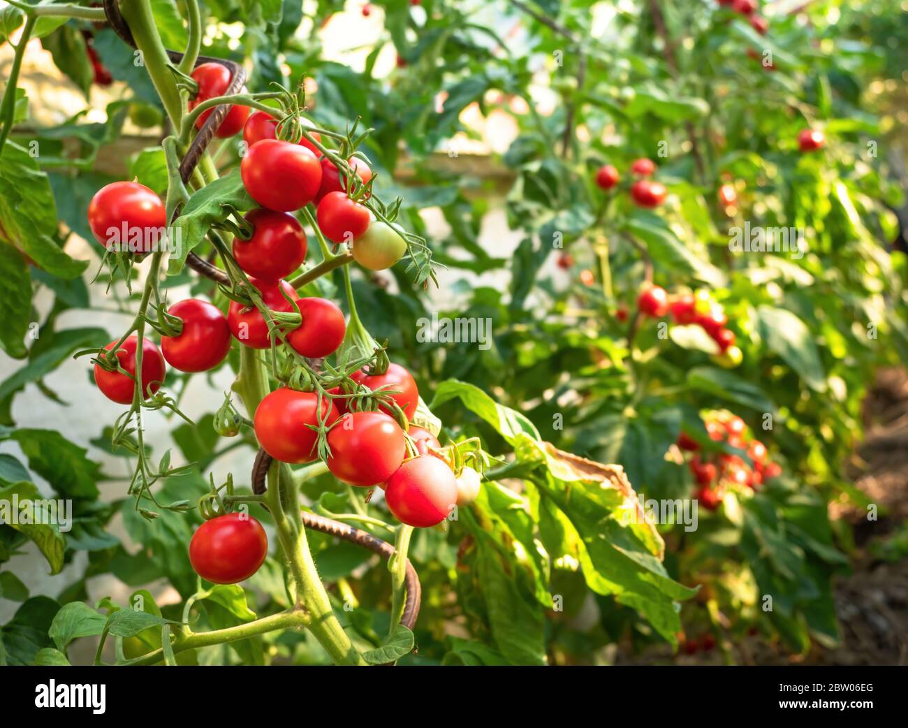 Reife Tomatenpflanze wächst im Gewächshaus. Frische Bündel von roten natürlichen Tomaten auf einem Zweig in Bio-Gemüsegarten. Verschwommener Hintergrund und Kopierbereich Stockfoto