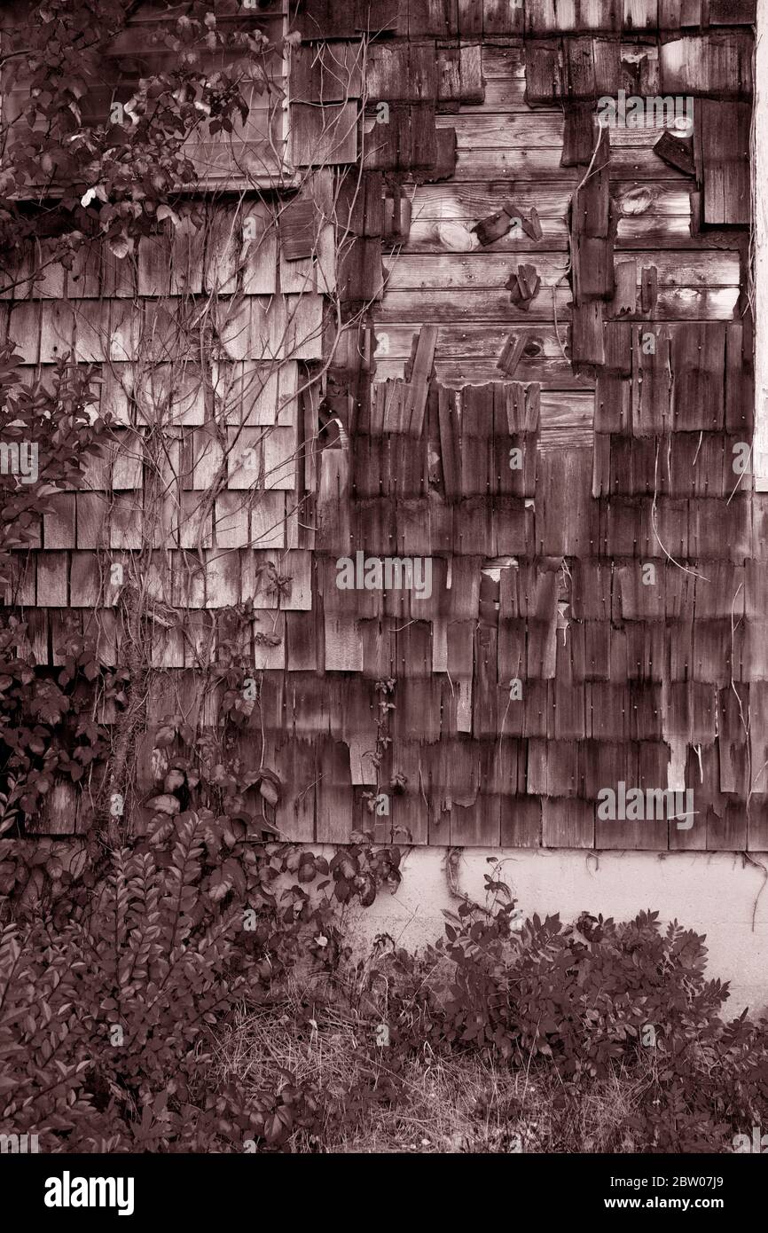 Alte verwitterte Holzschindeln mit Efeu, der aufwächst. Seite des Hauses an der Jersey Shore, Long Beach Island, NJ Stockfoto