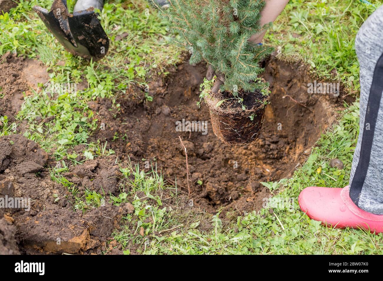 Ausgraben, Gärtner Neupflanzen kleiner Nadelbaum, Wurzelsystem