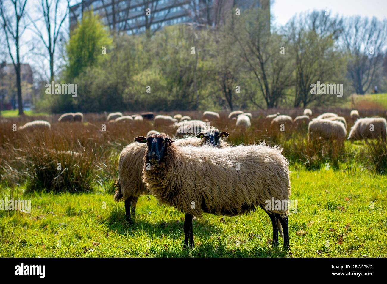 Starrende Schafe. Eine Schafherde an einem sonnigen Tag mitten in einer Stadt mit einem Wohnhaus im Hintergrund. Stockfoto