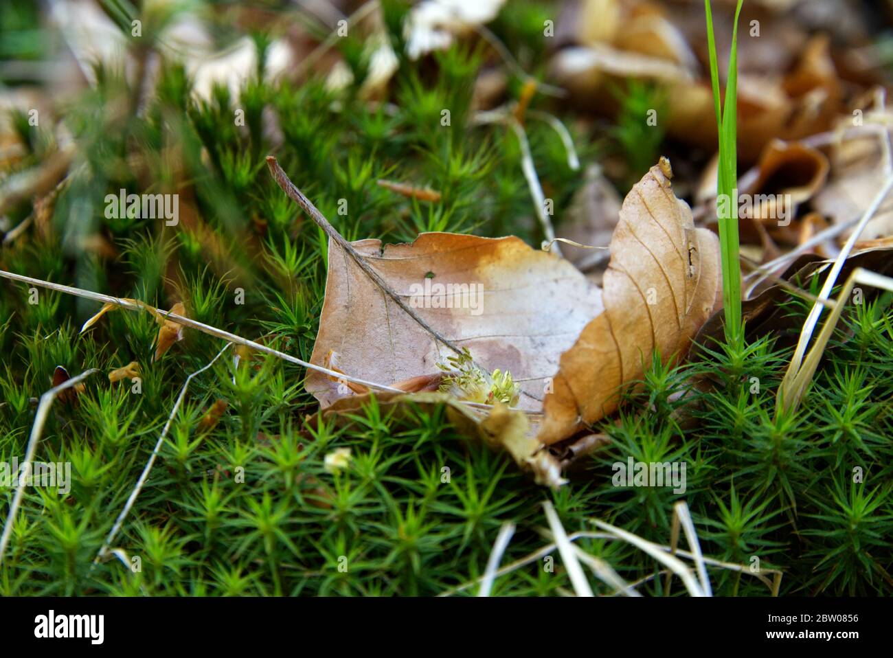 Getrocknetes Baumblatt, das auf ein grünes Grasbett gefallen ist, Nahaufnahme Stockfoto