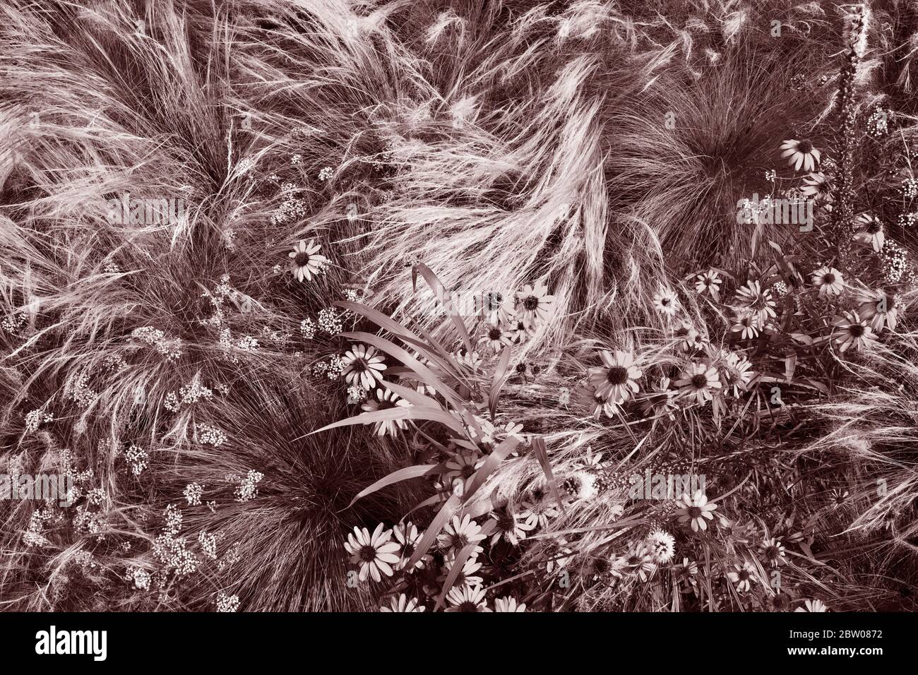 Wilde Gräser und Wildblumen in horizontaler Fotografie für Hintergrund Konzept. Voller Rahmen von Wind geblasen Gräser. Stockfoto