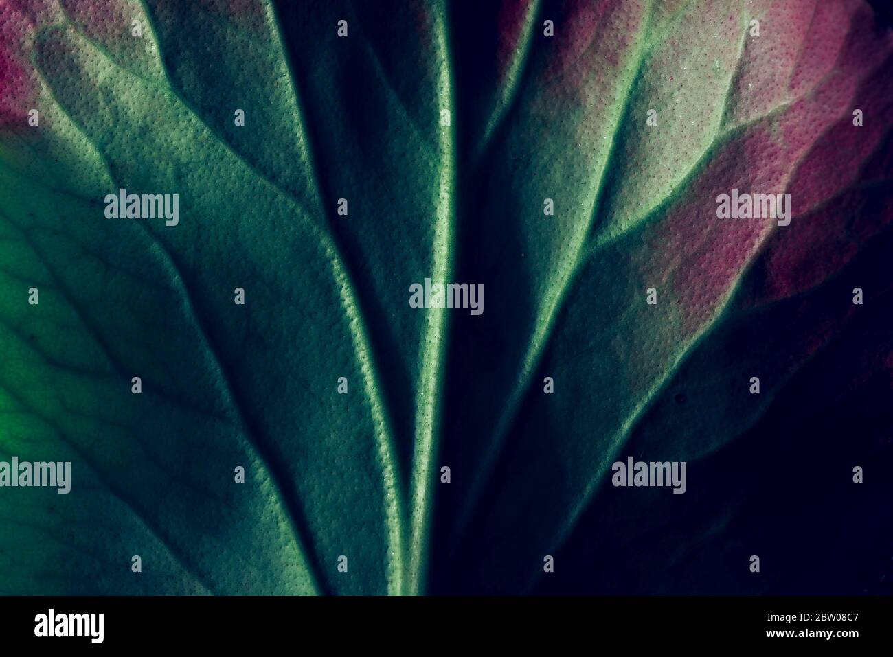 Kreative fluoreszierende Farblayout aus Blatt Textur Nahaufnahme gemacht. Naturkonzept Stockfoto