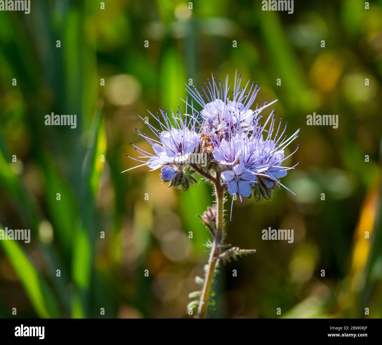 Schöne sonnendurchflutete Blüten von blau oder lila, tangig oder lacy Phacelia, Phacelia tanacetifolia, wächst in Feldrand, East Lothian, Schottland, Stockfoto