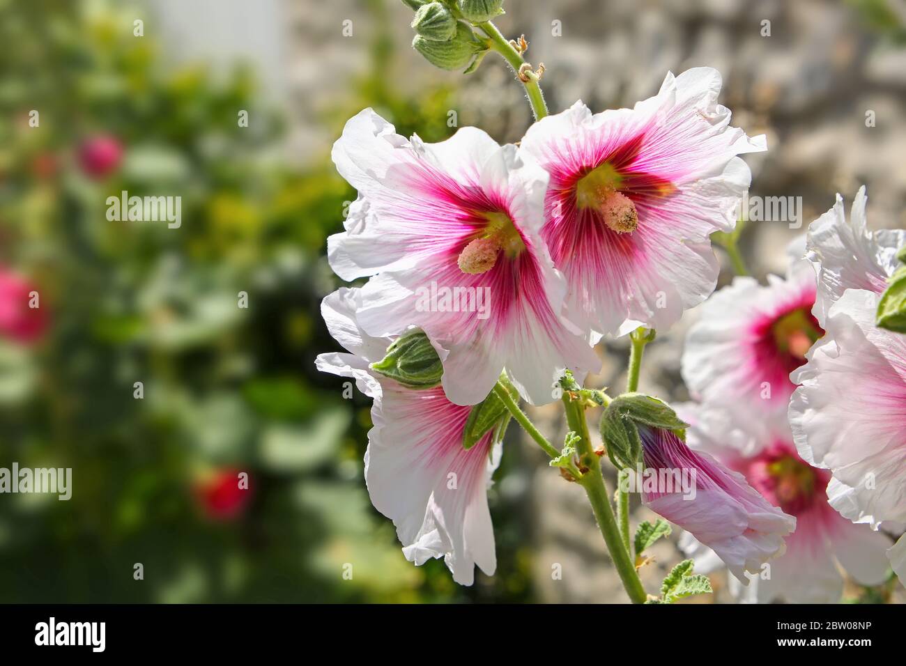 Schöne blühende Hollyhock-Blume mit weißen & rosa Blütenblättern und grünem Hintergrund, La Rochelle, Charente-Maritime, Frankreich. Stockfoto