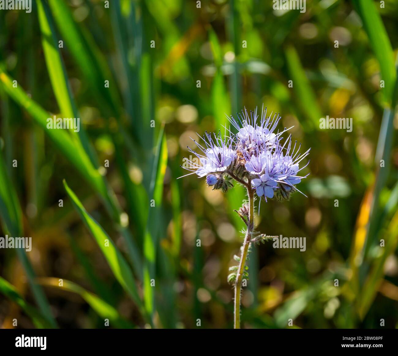 Schöne sonnendurchflutete Blüten von blau oder lila, tangig oder lacy Phacelia, Phacelia tanacetifolia, wächst in Feldrand, East Lothian, Schottland, Stockfoto