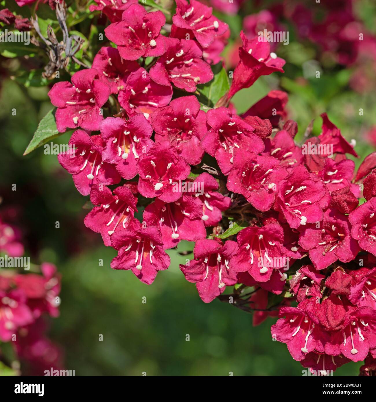 Rote weigela blume Fotos und Bildmaterial in hoher Auflösung Alamy