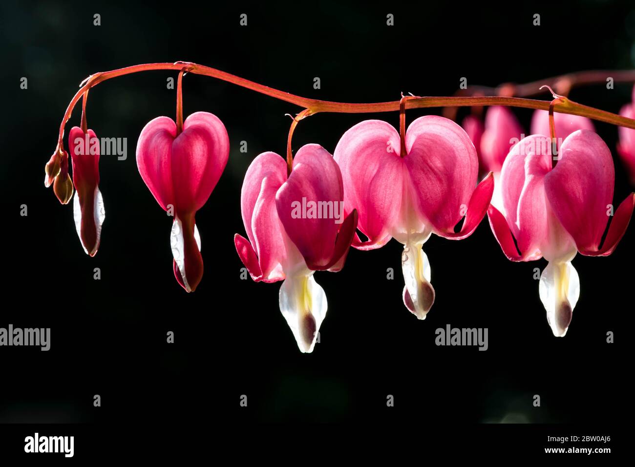 Fünf rosa Blüten auf schwarzem Hintergrund Stockfoto