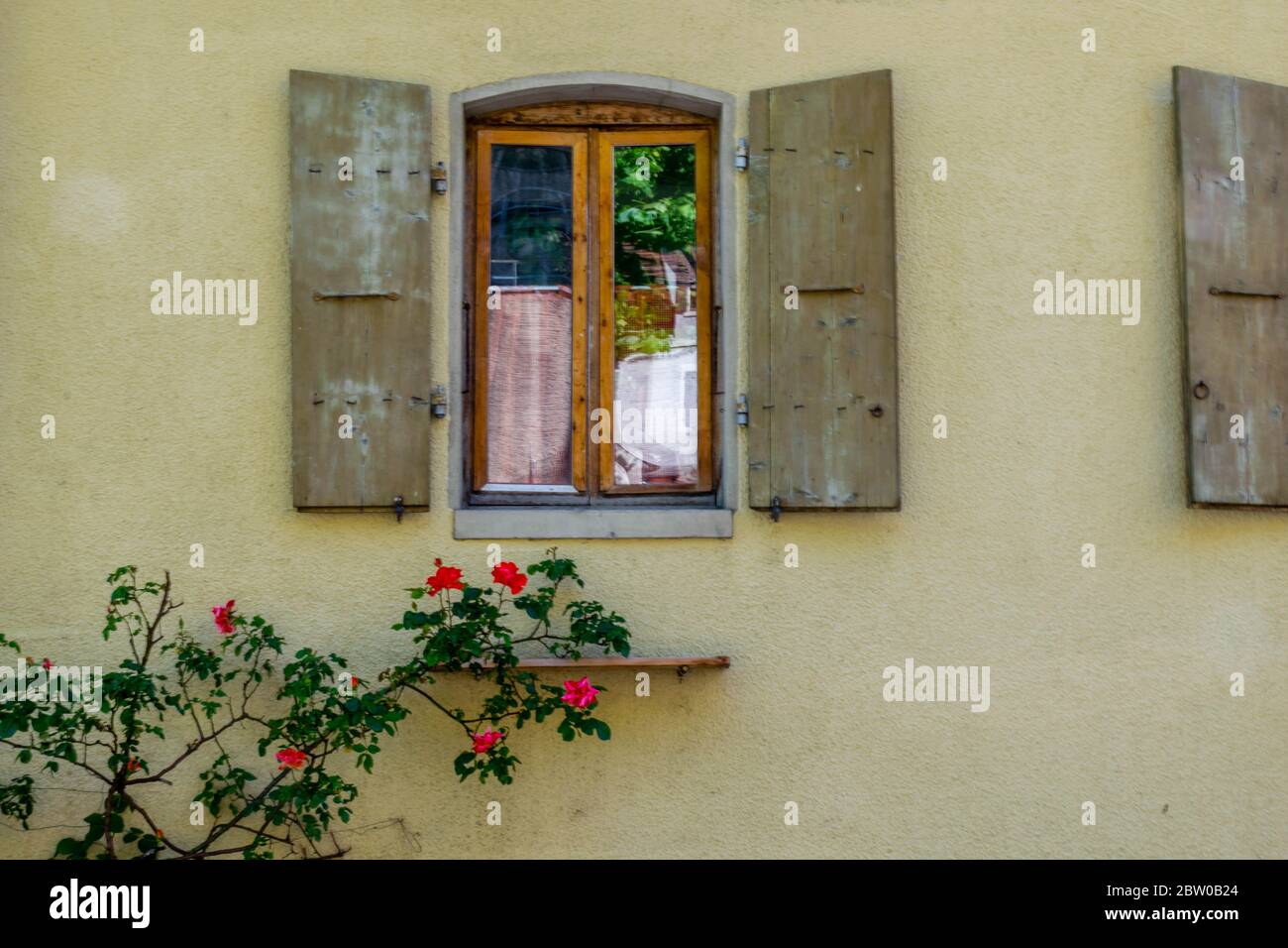 Ein einziges Fenster und Rosen an der gelben Wand Stockfoto