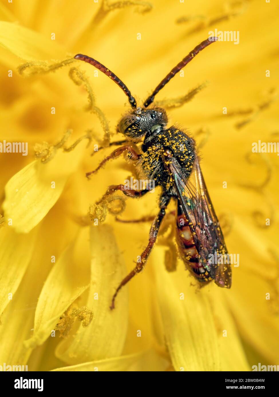 Eine Flavoguttata Nomada Biene bedeckt mit Pollen auf einer Löwenzahn Blume. Gefunden am Fluss Stour bei Whitemill in Dorset. Stockfoto