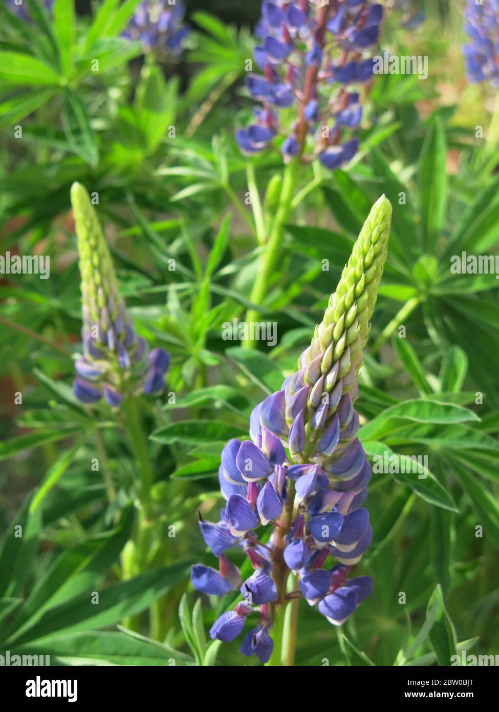 Lila Lupinen wachsen in einem englischen Garten in Blüte Ende Mai. Stockfoto