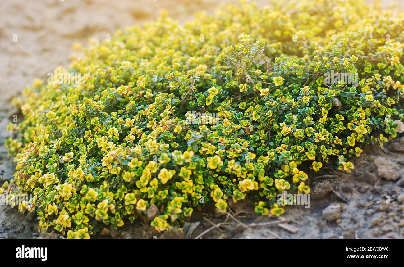 Gelber Strauch von Zitronenthymian. Thymus citriodorus. Mehrjähriges Kraut mit einem charakteristischen Zitronenduft von Blättern. Weicher selektiver Fokus. Stockfoto