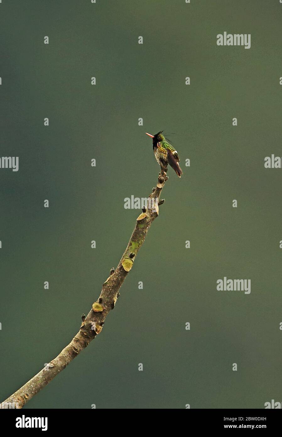 Schwarz-Haubenkokett (Lophornis helenae) erwachsenes Männchen auf Zweig Panacam Lodge, Honduras Februar 2016 Stockfoto