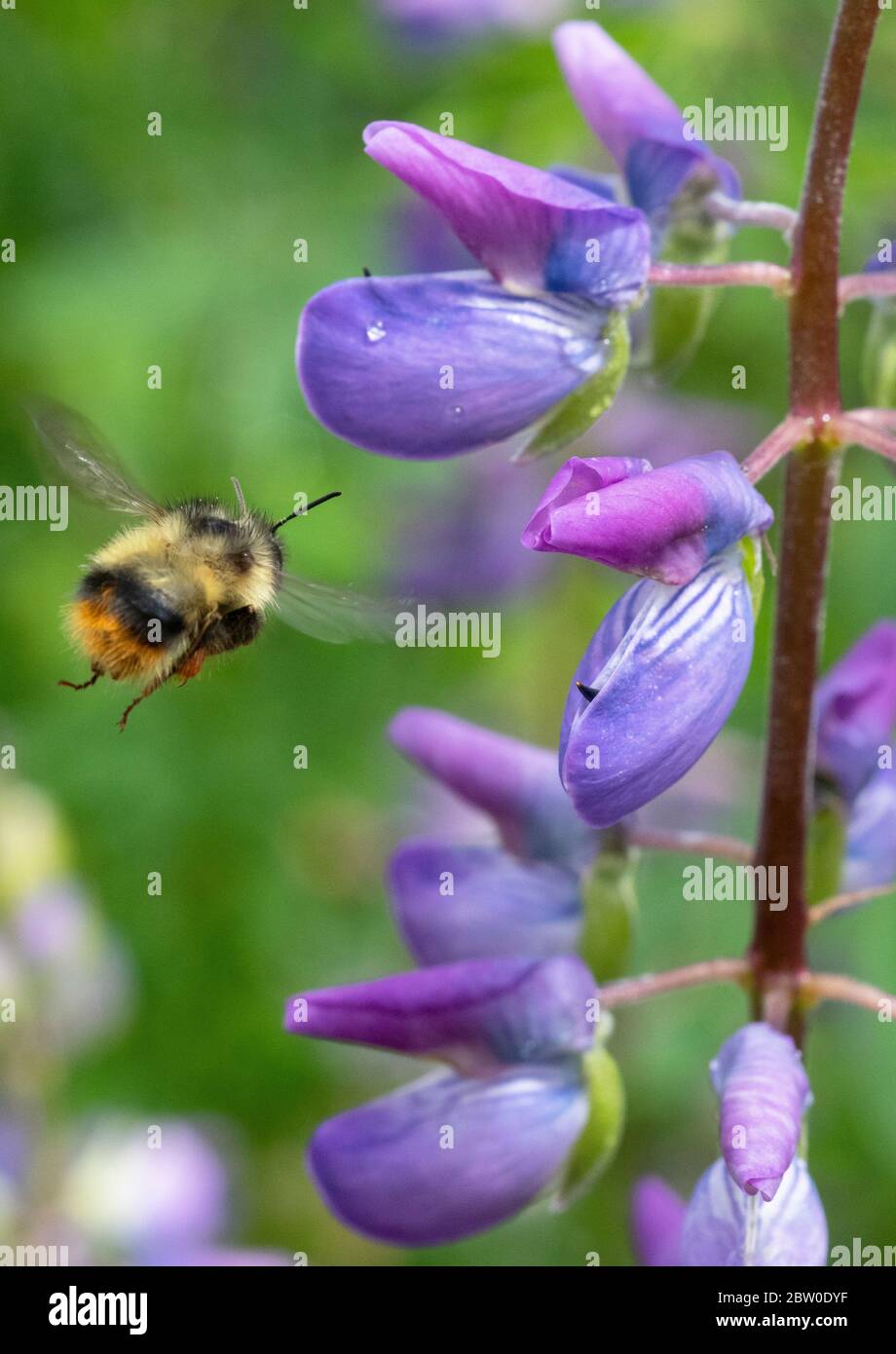 Fuzzy-horned Biene (Bombus mixtus) Futter auf Riverside Lupin (Lupinus rivularis) Oregon Stockfoto