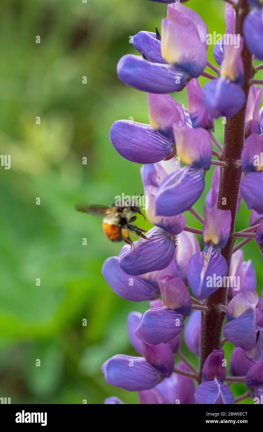 Schwarzschwanzbiene (Bombus melanopygus) auf Nahrungssuche an Riverside Lupine (Lupinus rivularis) Oregon Stockfoto