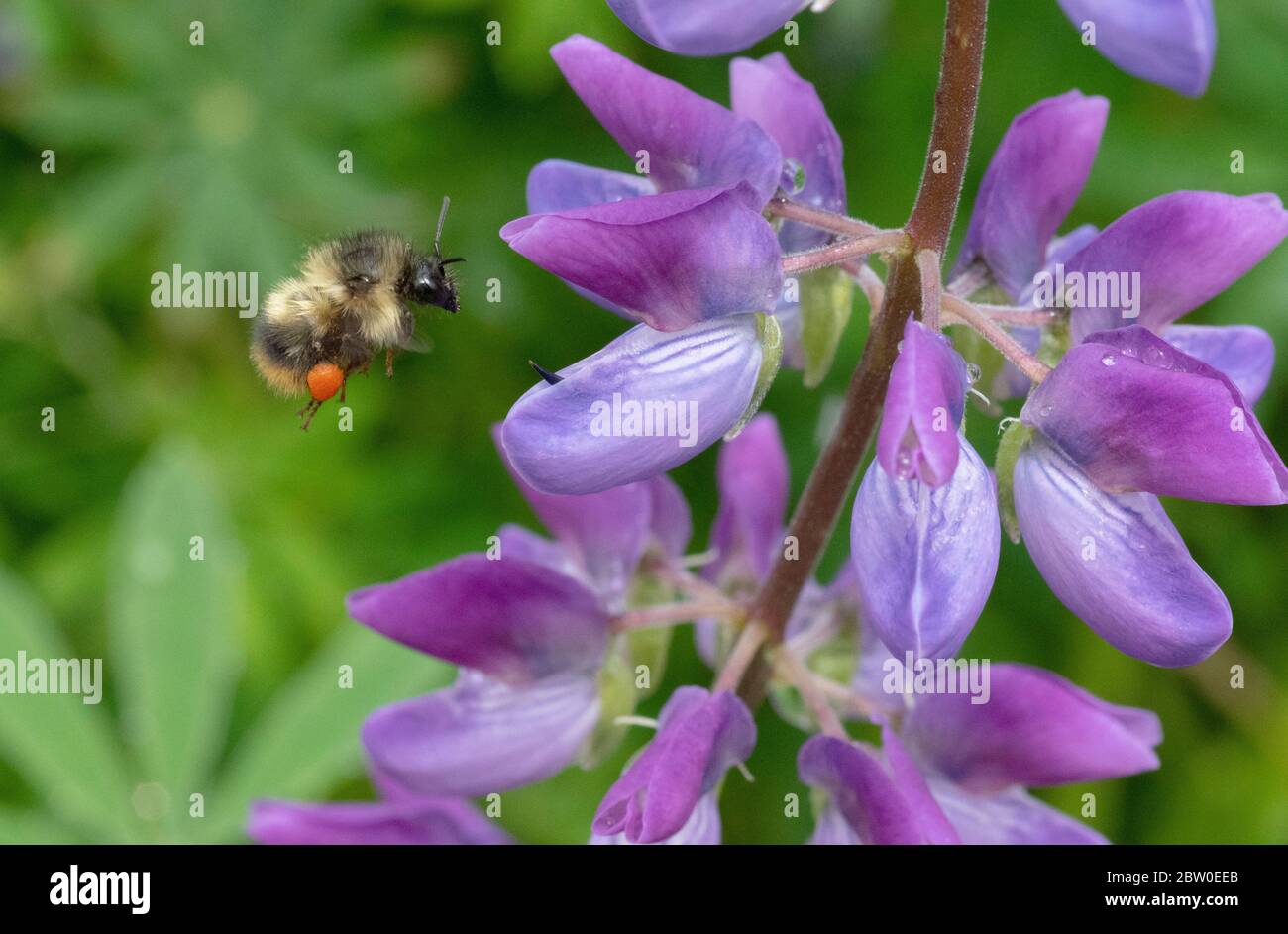 Fuzzy-horned Biene (Bombus mixtus) Futter auf Riverside Lupin (Lupinus rivularis) Oregon Stockfoto