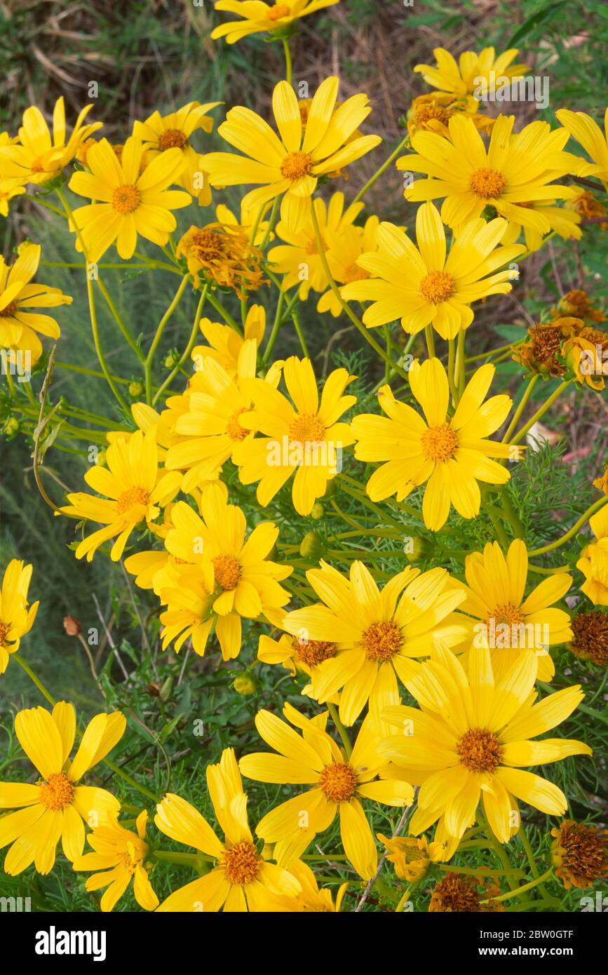 Giant Coreopsis in La Jolla Canyon, Point Mugu State Park, Santa Monica Berge nationaler Erholung-Bereich, Kalifornien Stockfoto