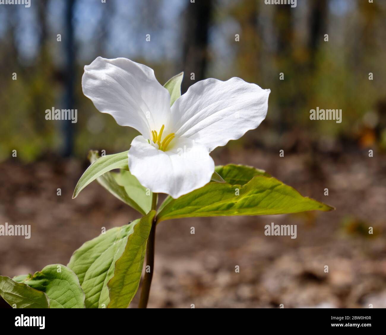 Ein einzelnes weißes Trillium (Trullium Grandiflorum) in der Blüte im Wald. Frühe Blüte ganz in Weiß. Seitenweg am Schaft Stockfoto