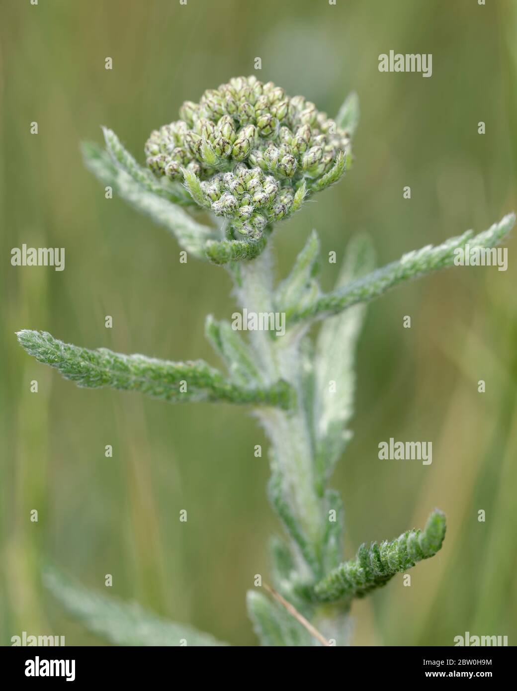 Schafgarbe - Achillea millefolium Knospen von Grasland Blume Stockfoto