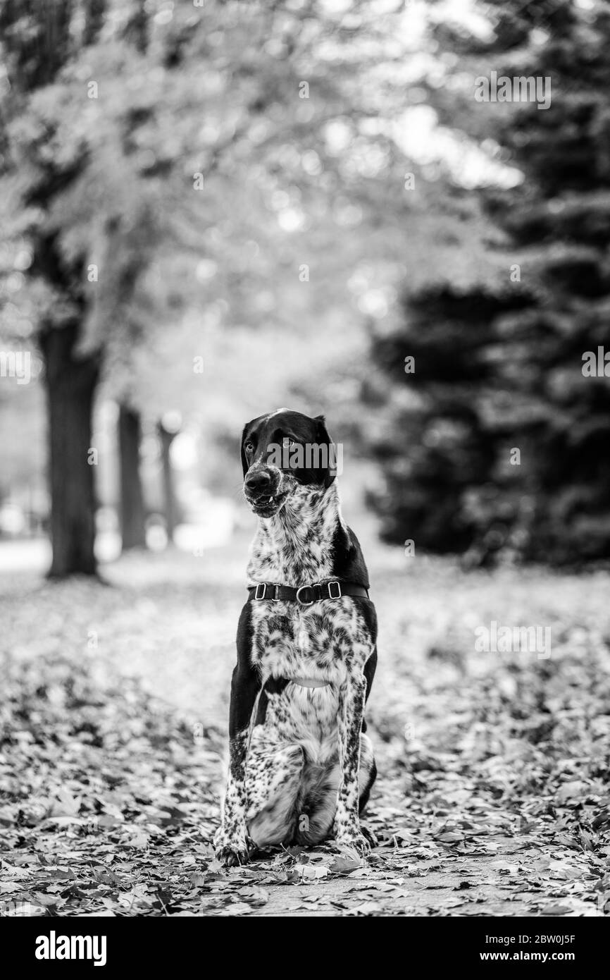 Schwarz-weißer Hund, der im Herbst Blätter sitzt. Schwarz und Weiß. Stockfoto