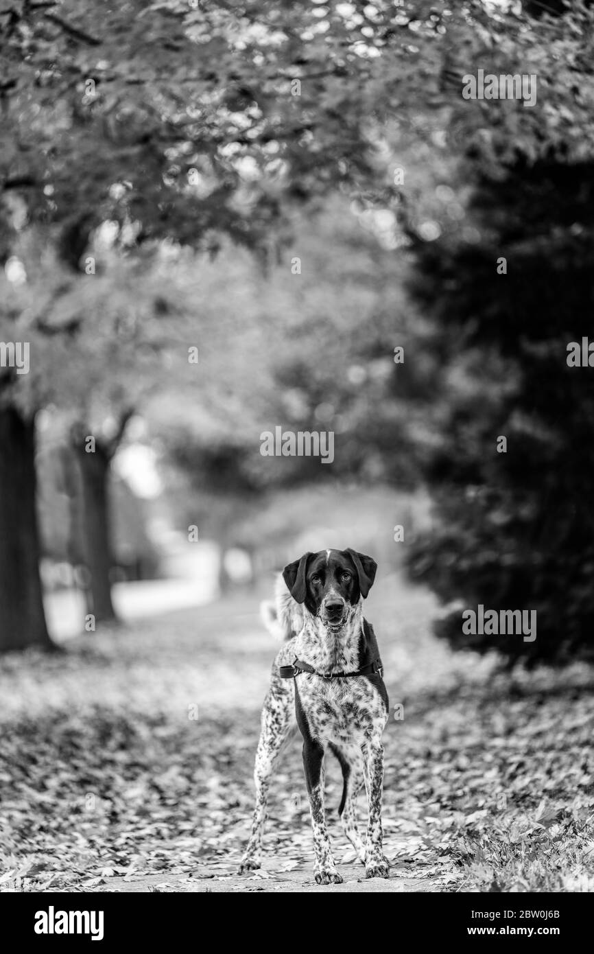 Schwarze und weisse Hund steht mit seinen Mund offen und schöne Herbstfarben im Hintergrund. Schwarz und Weiß. Stockfoto