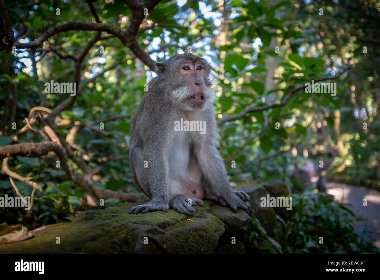 Ältere Affen sitzen ruhig auf einer Steinmauer in einem Park und schauen weg von der Kamera, Affenwald, Ubud, Bali, Indonesien Stockfoto