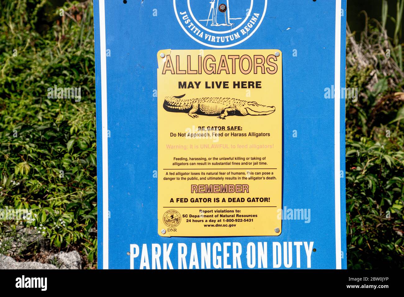 Ein blau-gelbes Schild mit schwarzen Buchstaben, das die Menschen vor den Gefahren von Alligatoren warnt Stockfoto