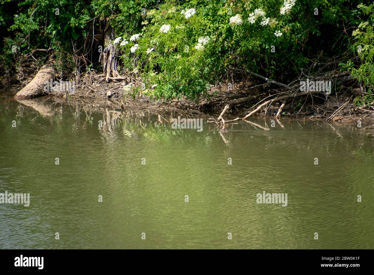 Ein Kanal mit einer kleinen Sumpfratte, die in Columbia, SC schwimmt Stockfoto