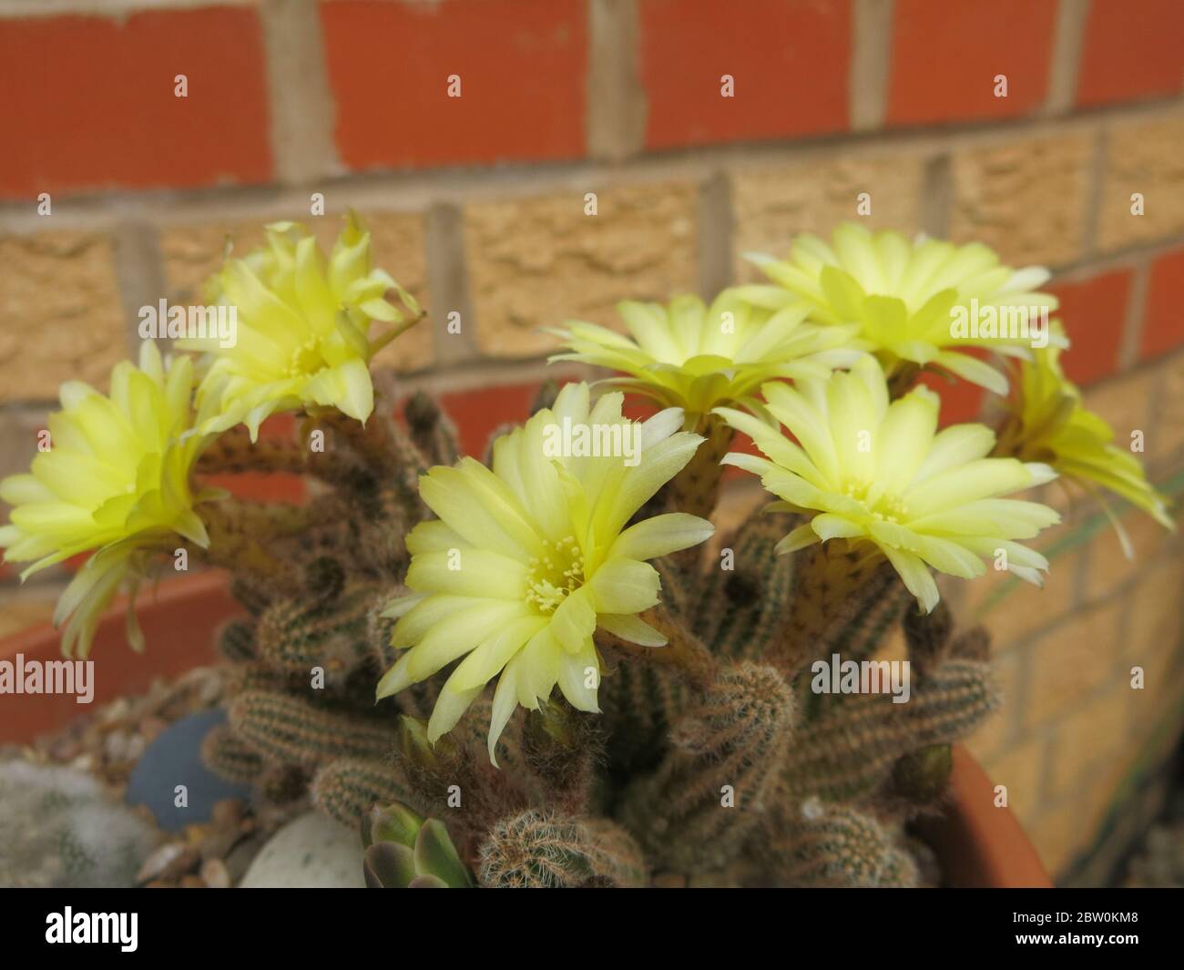 Nahaufnahme der gelben Blüten auf einer stacheligen Kaktuspflanze gegen eine orangefarbene Ziegelwand. Stockfoto