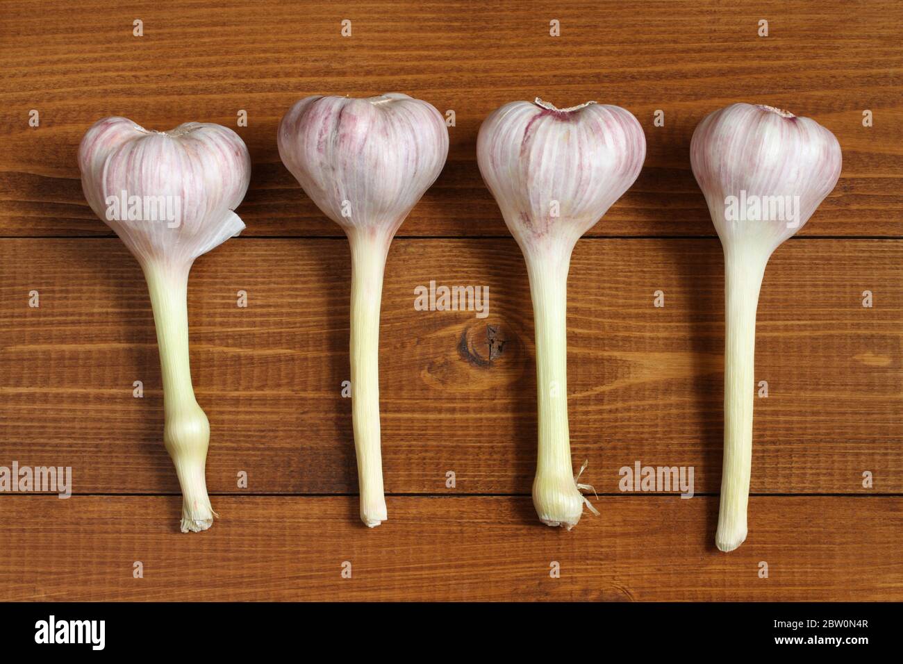 Vier große Köpfe aus jungen Knoblauch liegen auf einem braunen Holztisch. Nahaufnahme Stockfoto