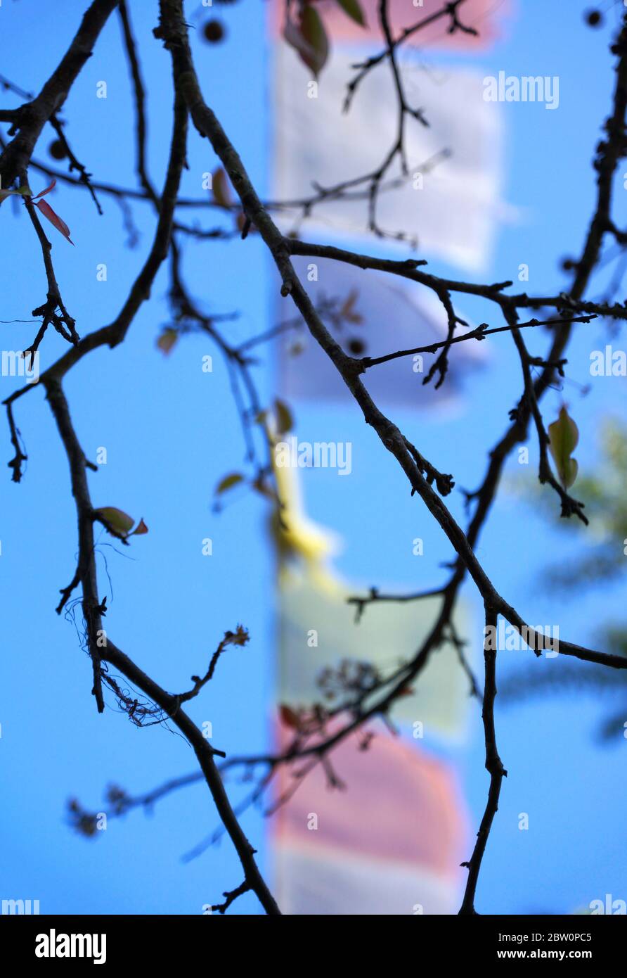 Bunte Gebetsfahnen und Aprikosenbaum in den Hochbergen Nepals Stockfoto