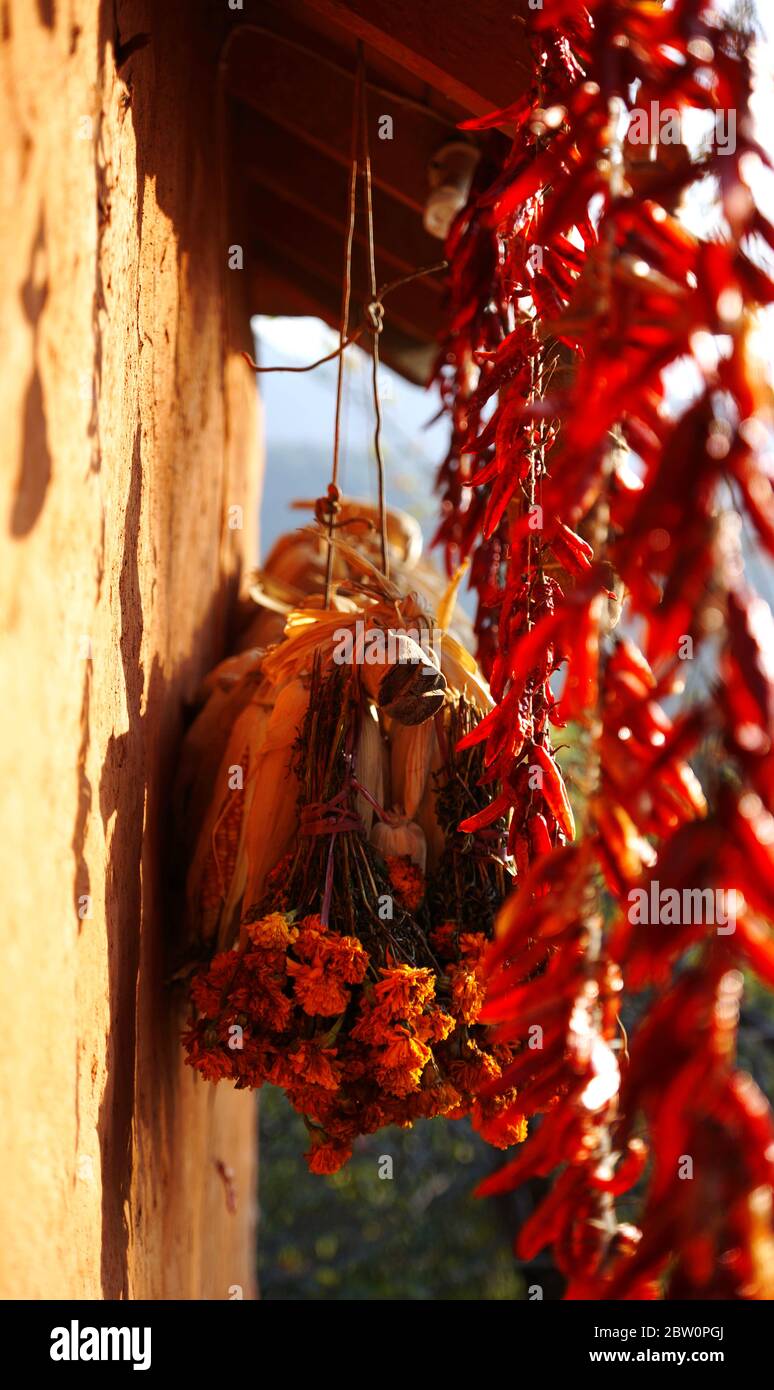 Erntezeit in Nepal - Gewürze und Blumen werden während der Erntezeit in Nepal sonnengetrocknet Stockfoto