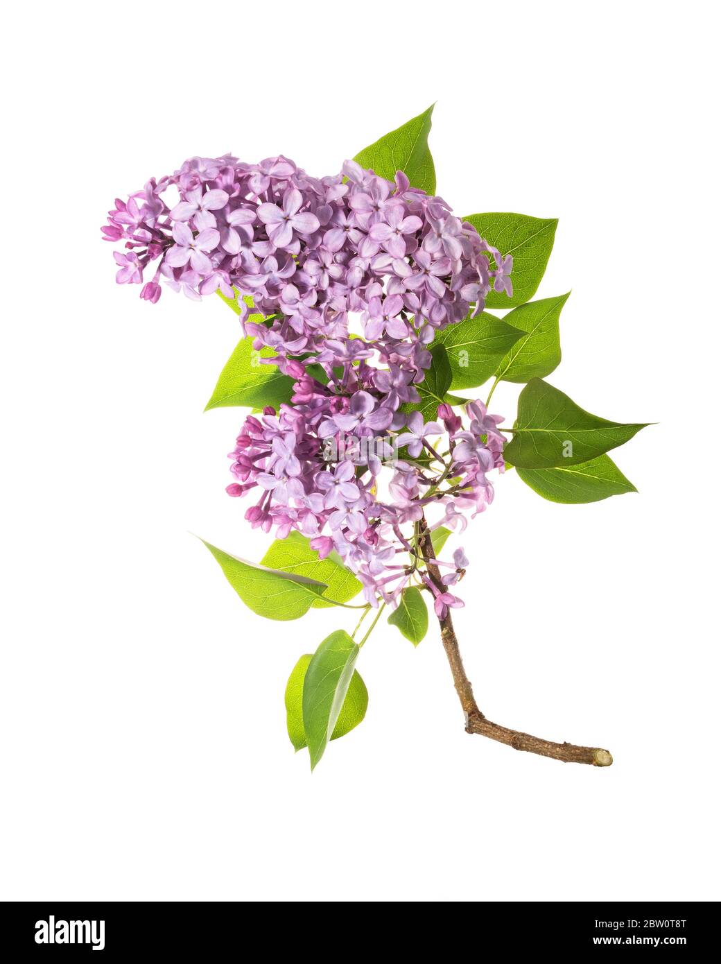 Blüten des Fliederstrauch (Syringa vulgaris) Stockfoto