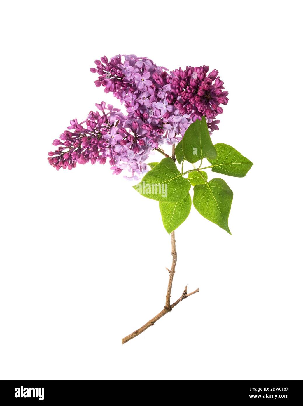 Blüten des Fliederstrauch (Syringa vulgaris) Stockfoto
