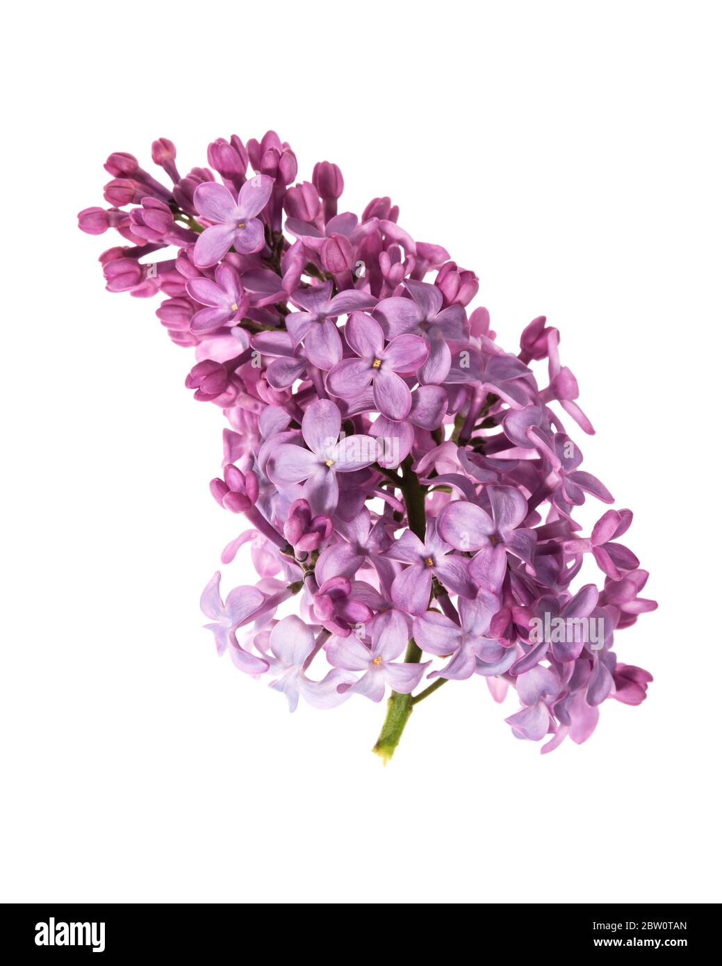 Blüten des Fliederstrauch (Syringa vulgaris) Stockfoto