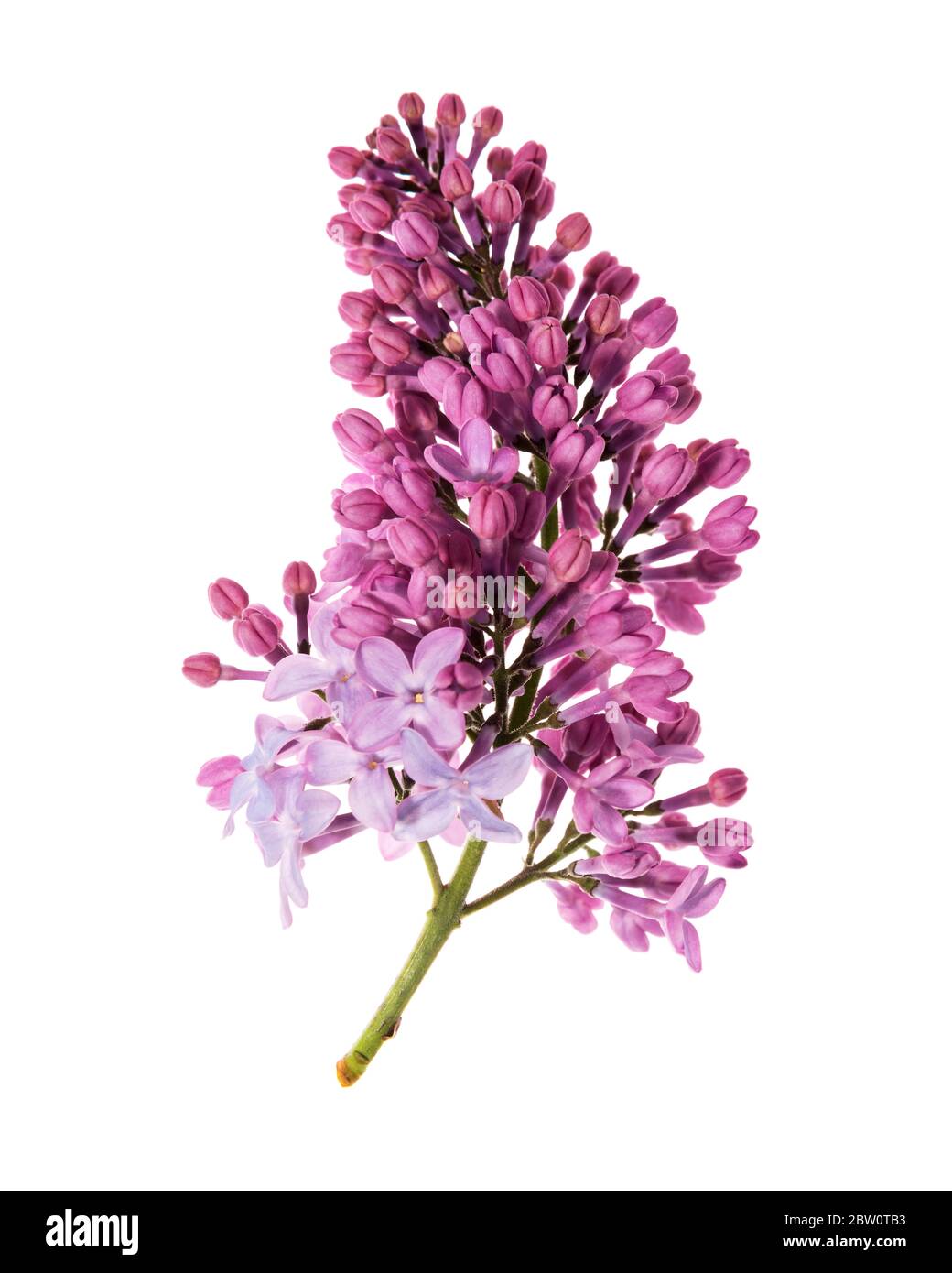 Blüten des Fliederstrauch (Syringa vulgaris) Stockfoto