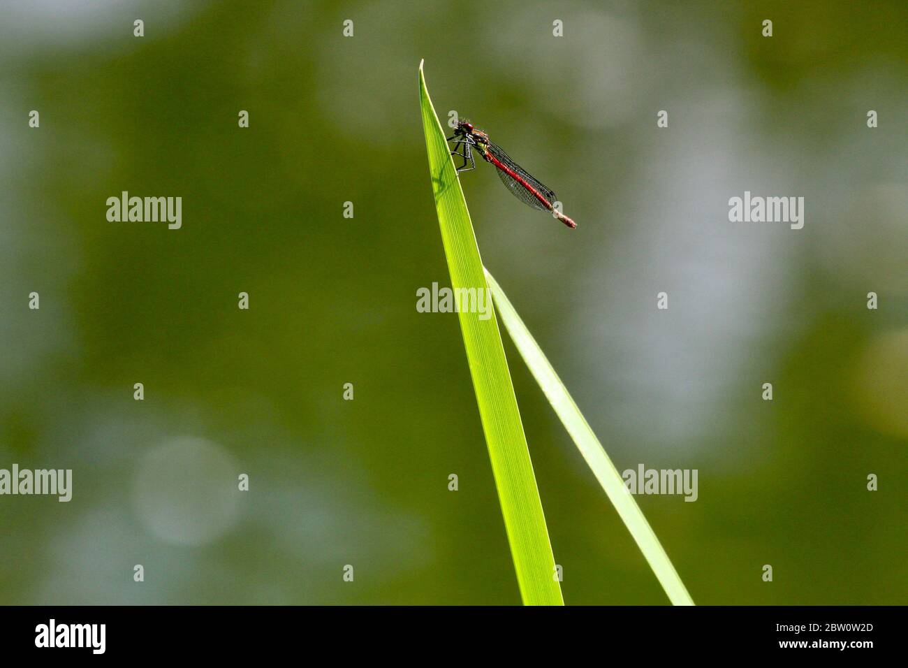Eine rote Libelle, die auf einem grünen Schilf auf Bokeh Laub Hintergrund ruht Stockfoto