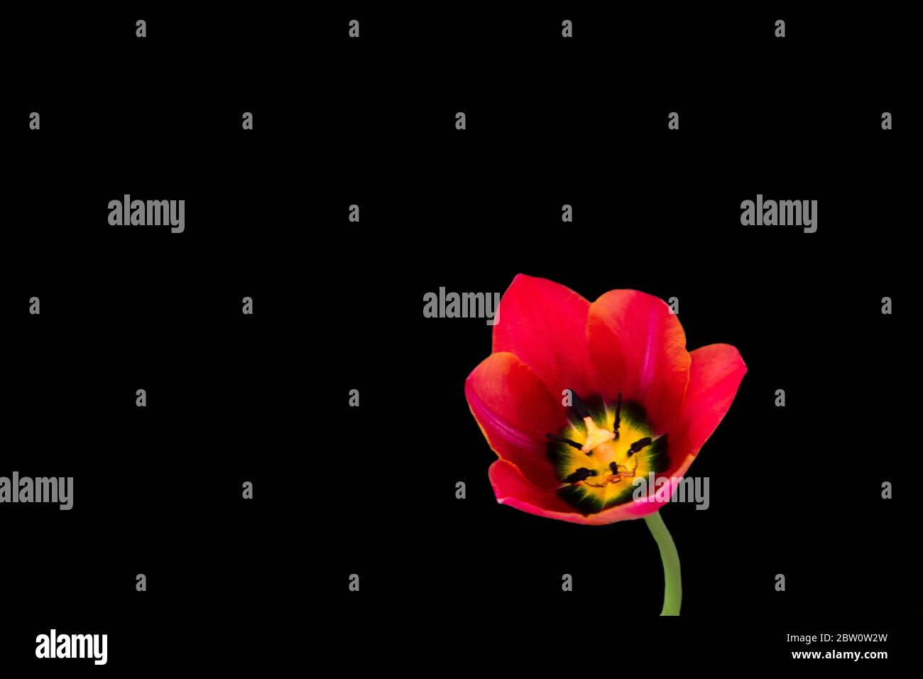 Schöne rote Tulpen auf schwarzem Hintergrund. Tulip im Dunkeln. Stockfoto
