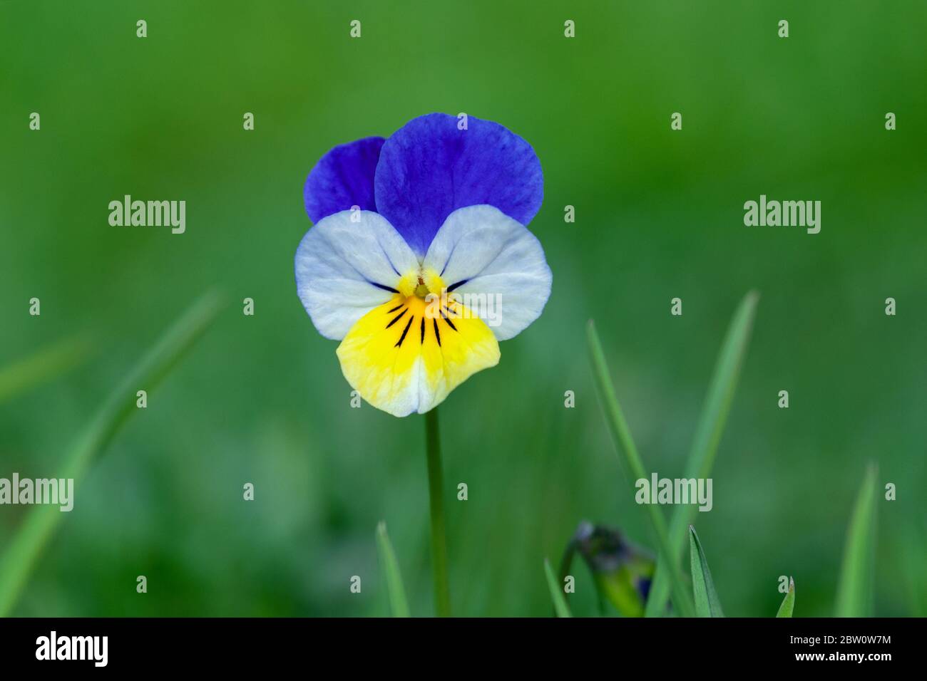 Pansy Blume (Viola tricolor) auf grünem Gras Hintergrund Stockfoto