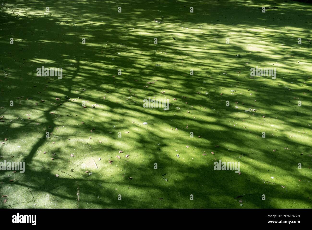 Im Sommer erstickter Teich Stockfoto