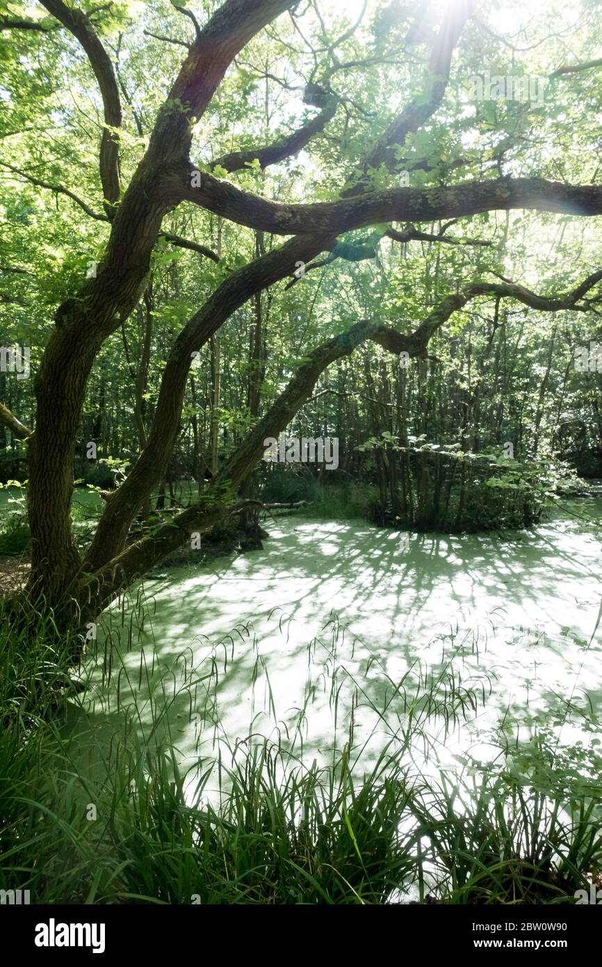 Im Sommer erstickter Teich Stockfoto