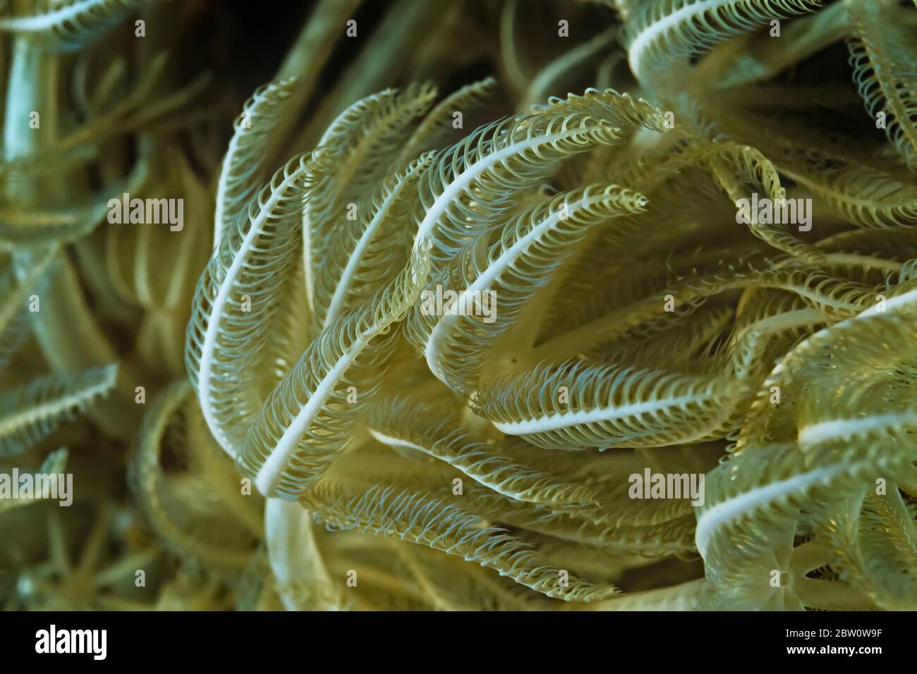 Pules Coral (Anthelia sp.), eine Art Weichkoralle, Madagaskar. Stockfoto