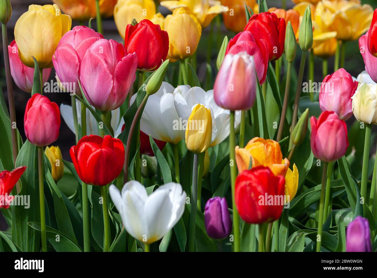 Frühling Blume Hintergrund der bunten Tulpen blüht im Garten Stockfoto