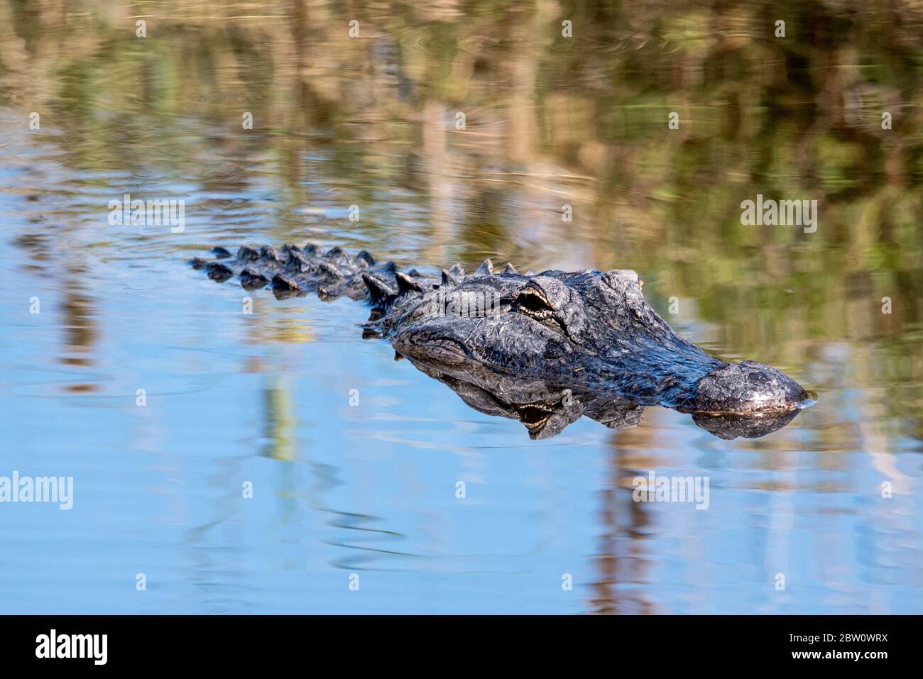 Ein amerikanischer Alligator, der durch einen See schwimmt. Stockfoto