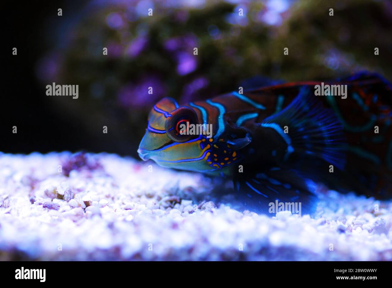 Synchiropus splendidus - der Mandarinfisch, einer der buntesten Salzwasserfische Stockfoto