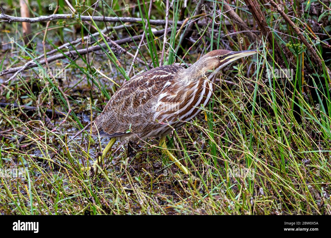 Amerikanische Bittern waten durch einen Sumpf. Stockfoto