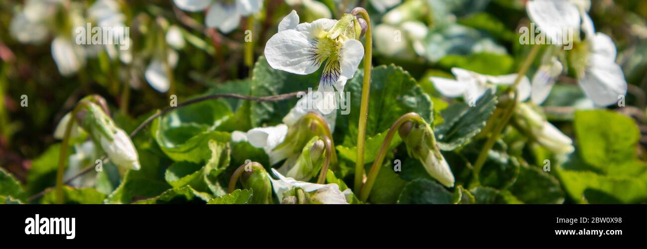 Weiße Wilde Veilchen im Wald. Frühlingsblumen. Stockfoto