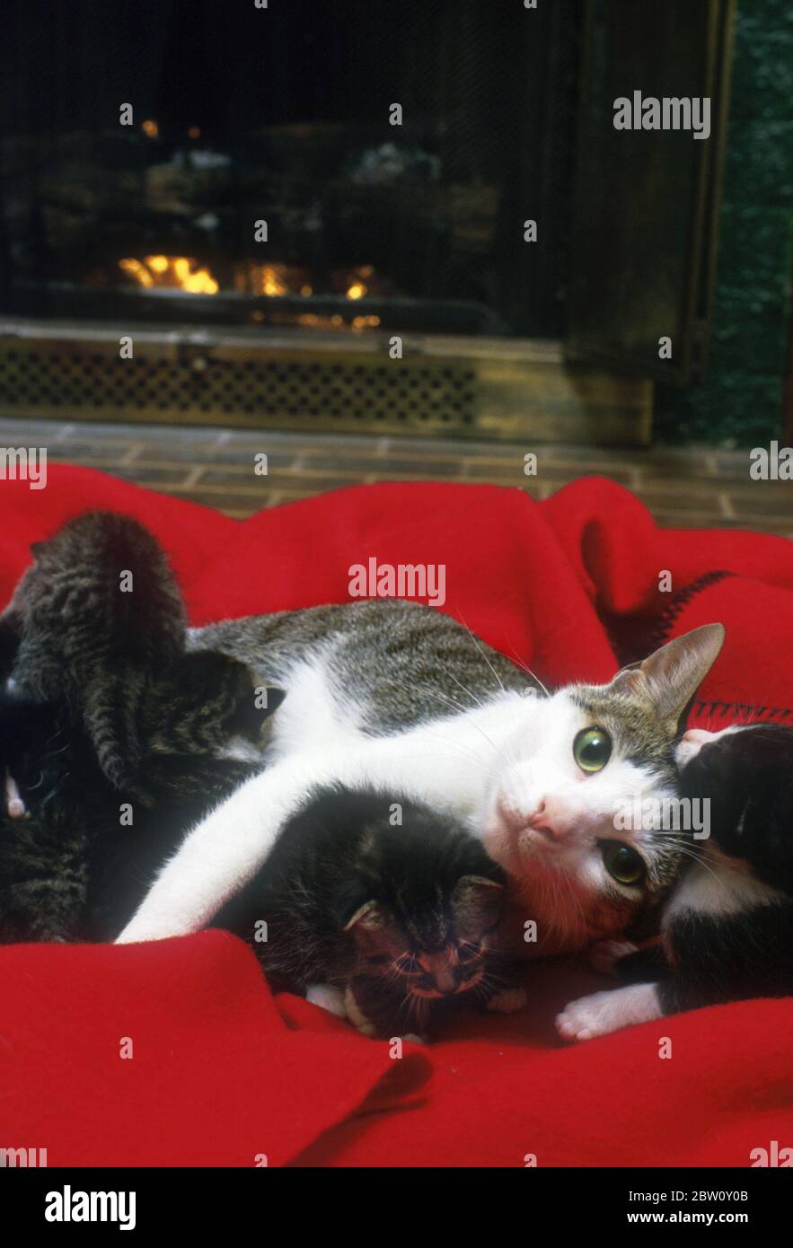 Mutter Katze und Kätzchen. Stockfoto
