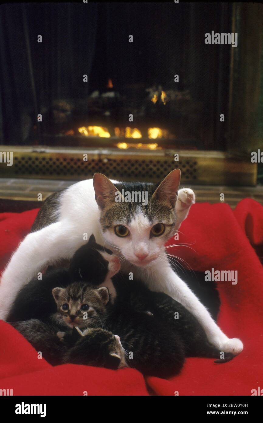 Mutter Katze und Kätzchen. Stockfoto