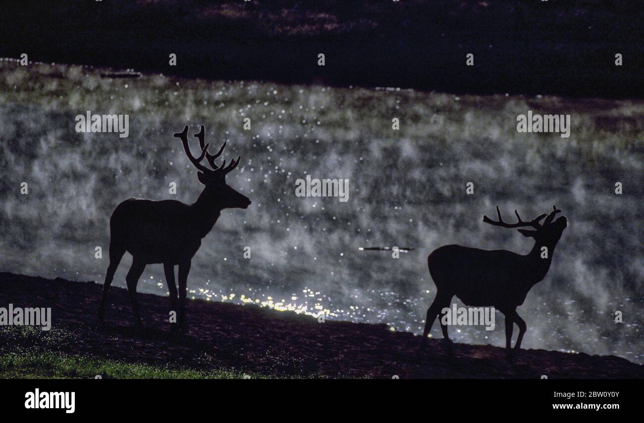 Silhouette eines männlichen Elches bei Banff, Alberta, Kanada. Stockfoto